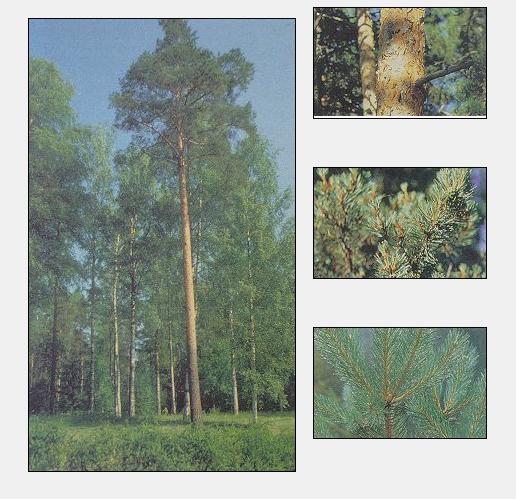 Ad:  adsz.JPG
Gsterim: 715
Boyut:  54.0 KB