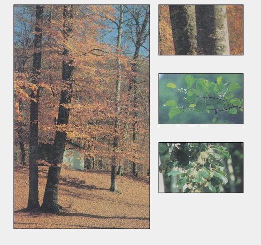 Ad:  adsz.JPG
Gsterim: 628
Boyut:  62.5 KB