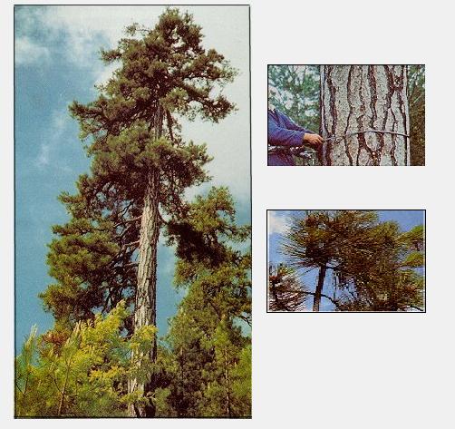 Ad:  adsz.JPG
Gsterim: 518
Boyut:  58.6 KB