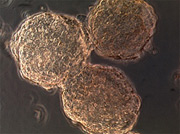 Ad:  khtek05.jpg
Gsterim: 12352
Boyut:  13.1 KB