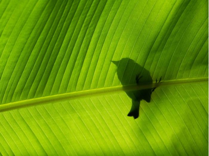 Ad:  bird-on-green-leaf-1024-768-5929.jpg
Gsterim: 314
Boyut:  45.8 KB