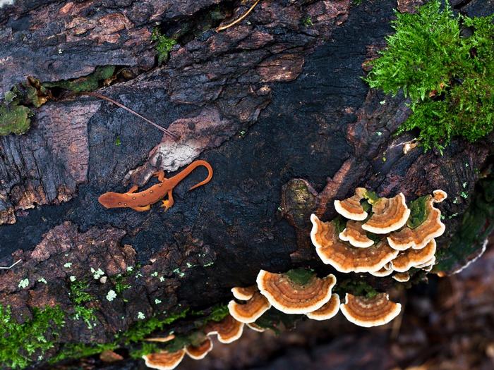 Ad:  earthen-lizard-1024-768-5872.jpg
Gsterim: 310
Boyut:  96.6 KB