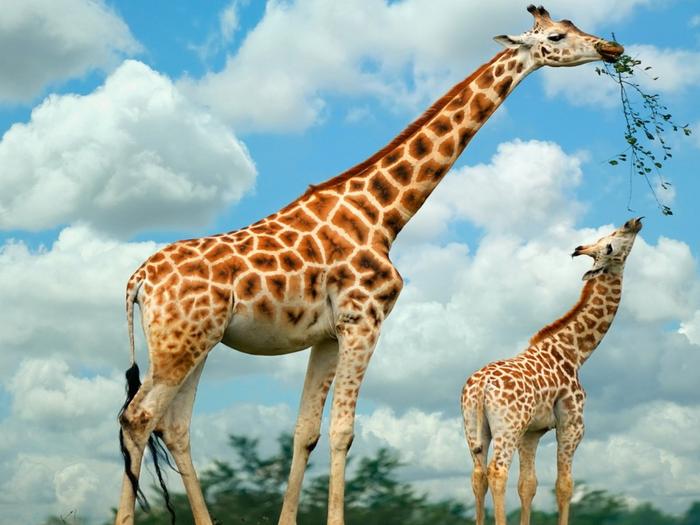 Ad:  giraffe-family-1024-768-5933.jpg
Gsterim: 199
Boyut:  51.6 KB