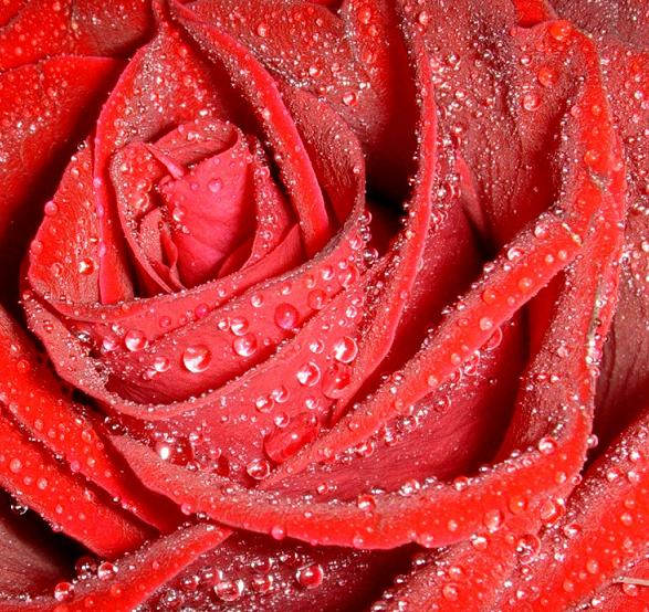 Ad:  drops_on_the_rose__by_jazona.jpg
Gsterim: 546
Boyut:  91.8 KB