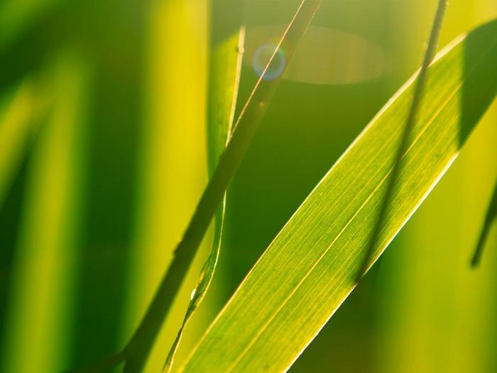 Ad:  bright-and-green-1024-768-6036.jpg
Gsterim: 187
Boyut:  31.1 KB