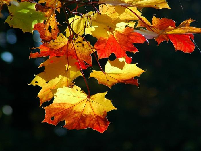 Ad:  colorful-autumn-leaves-1024-768-6034.jpg
Gsterim: 195
Boyut:  52.8 KB