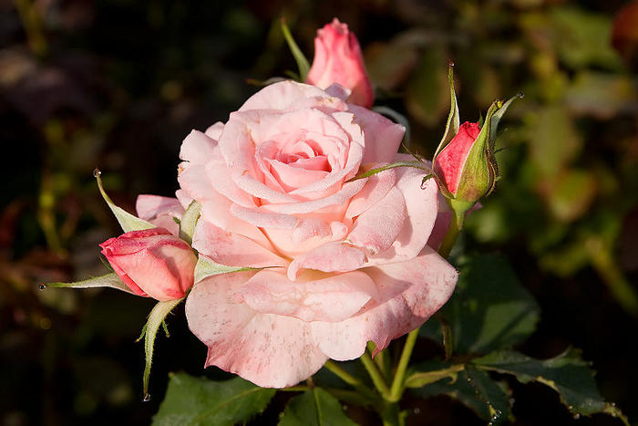 Ad:  800px-Bridal_pink_-_morwell_rose_garden.jpg
Gsterim: 206
Boyut:  52.6 KB