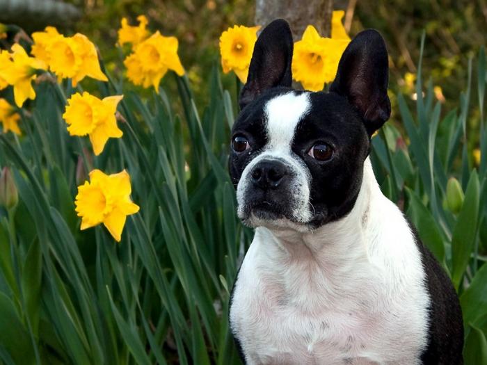 Ad:  ears-up-1024-768-6263.jpg
Gsterim: 160
Boyut:  53.1 KB