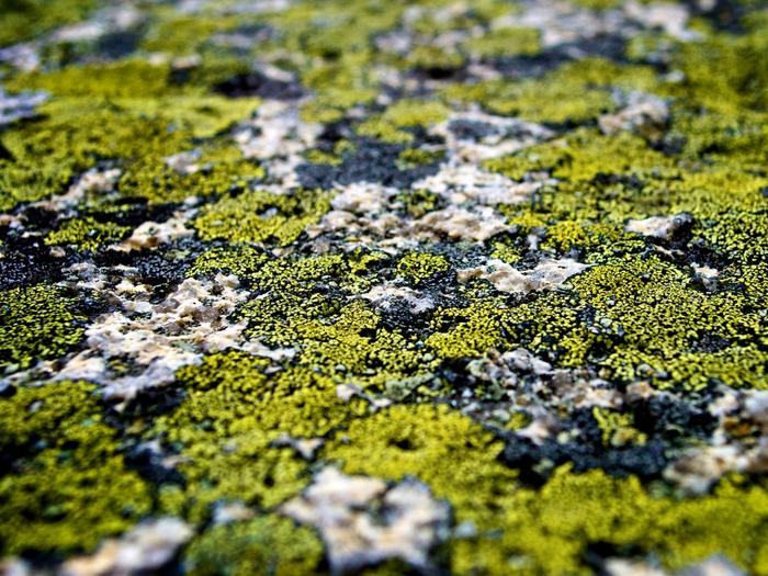 Ad:  specs-of-green-1024-768-6085.jpg
Gsterim: 219
Boyut:  96.8 KB