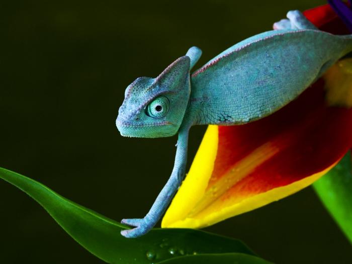 Ad:  blue-lizard-on-the-leaf-1024-768-6332.jpg
Gsterim: 149
Boyut:  30.4 KB