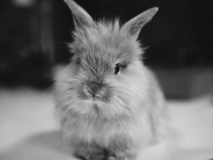 Ad:  lovely-black-and-white-bunny-1024-768-6340.jpg
Gsterim: 346
Boyut:  26.9 KB