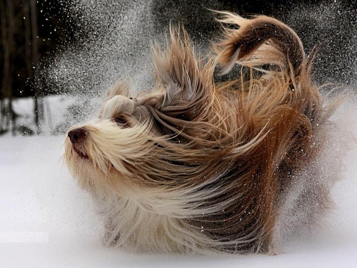 Ad:  fluffy-dog-and-snow-wallpaper-1024-768-6493.jpg
Gsterim: 277
Boyut:  74.7 KB