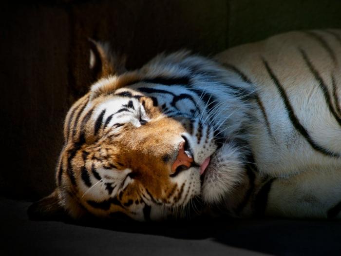 Ad:  sleeping-tiger-1024-768-6483.jpg
Gsterim: 279
Boyut:  38.7 KB