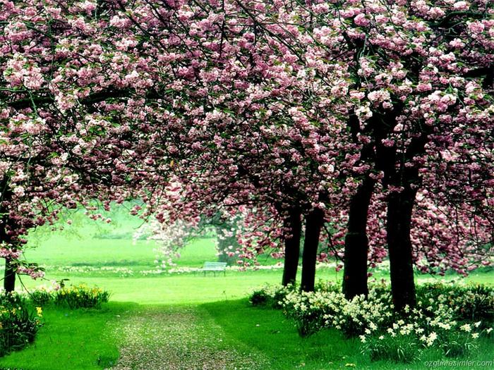 Ad:  kiraz_agaci.jpg
Gsterim: 658
Boyut:  135.4 KB