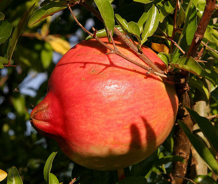 Ad:  711px-Pomegranate_fruit.jpg
Gsterim: 262
Boyut:  97.0 KB