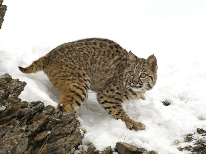 Ad:  surprised-lynx-wallpaper-1024-768-6529.jpg
Gsterim: 191
Boyut:  47.3 KB