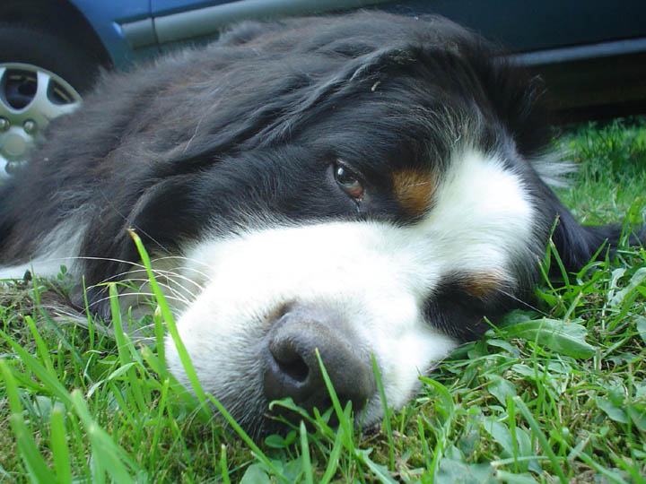 Ad: Animal127.jpg
Gösterim: 2051
Boyut: 97.7 KB