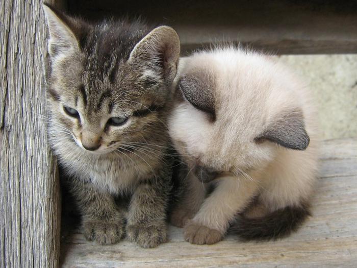 Ad:  why-are-you-sad-of-me-1024-768-6660.jpg
Gsterim: 285
Boyut:  60.0 KB