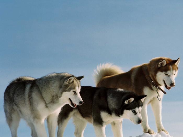 Ad:  3-husky-1024-768-6669.jpg
Gsterim: 456
Boyut:  29.2 KB