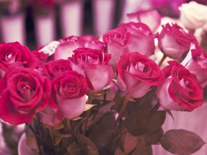 Ad:  beautiful-roses-1024-768-6668.jpg
Gsterim: 205
Boyut:  41.2 KB