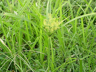 Ad:  330px-Cyperus_esculentus.jpg
Gsterim: 240
Boyut:  36.8 KB