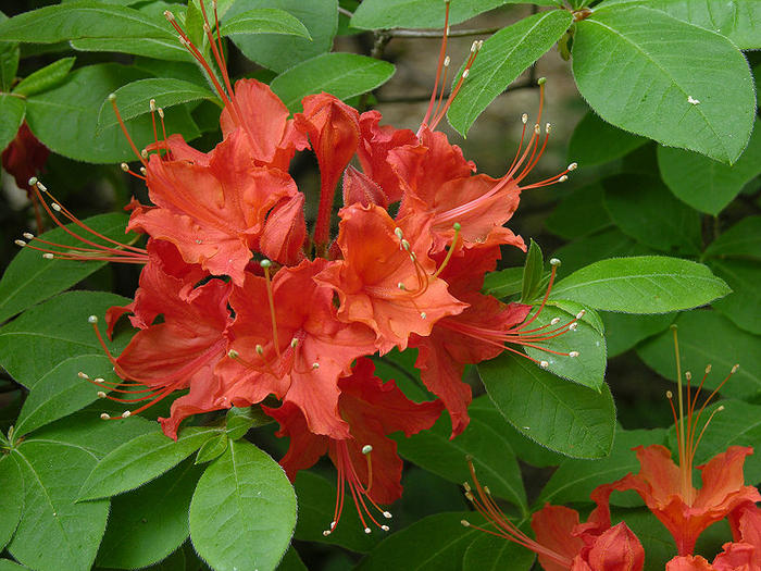 Ad:  800px-Flame_Azalea_Rhododendron_calendulaceum_'Mandarin_Red'_Flowers_3264px.jpg
Gsterim: 438
Boyut:  91.4 KB