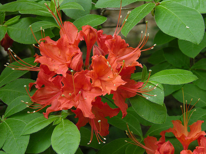 Ad: 800px-Flame_Azalea_Rhododendron_calendulaceum_'Mandarin_Red'_Flowers_3264px.jpg
Gösterim: 478
Boyut: 91.4 KB