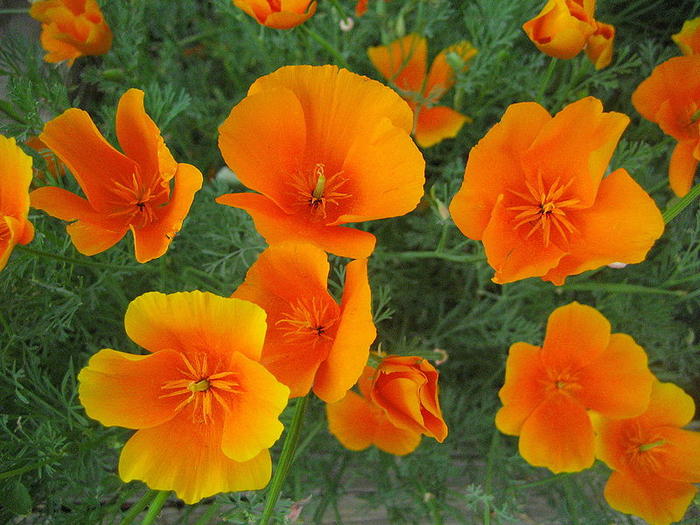 Ad: 800px-California_poppy_(Eschscholzia_californica)_-_22.jpg
Gösterim: 465
Boyut: 73.3 KB