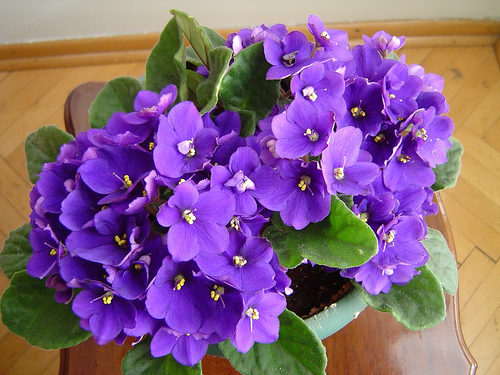 Ad:  menekse1.jpg
Gsterim: 536
Boyut:  137.8 KB