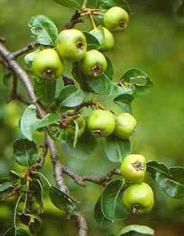 Ad:  ahlat.jpg
Gsterim: 2097
Boyut:  27.3 KB