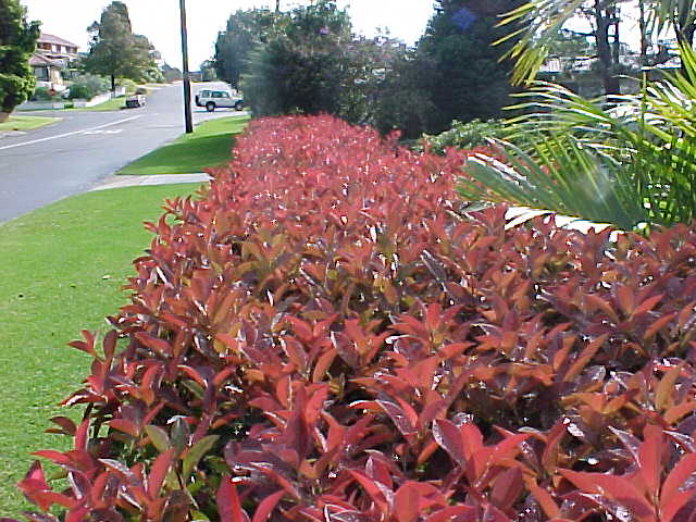 Ad: alev_agaci.jpg
Gösterim: 800
Boyut: 63.6 KB