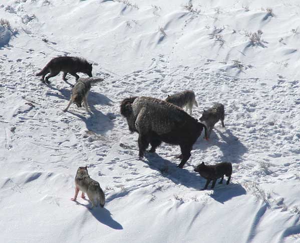 Ad: Canis_lupus_pack_surrounding_Bison.jpg
Gösterim: 499
Boyut: 44.3 KB Ad: Canis_lupus_pack_surrounding_Bison.jpg
Gösterim: 499
Boyut: 44.3 KB