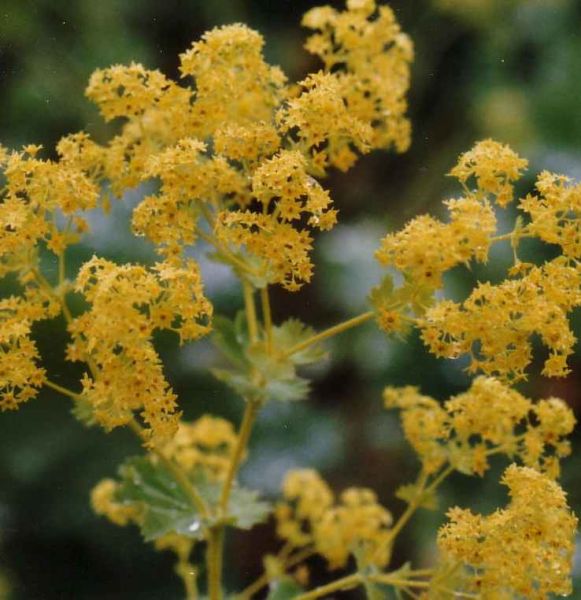 Ad:  aslan-pencesi.jpg
Gsterim: 512
Boyut:  59.6 KB