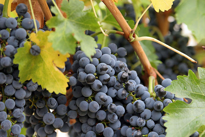 Ad:  800px-Close_up_grapes.jpg
Gsterim: 1026
Boyut:  75.7 KB