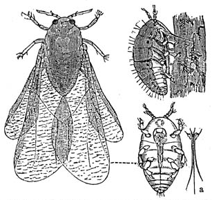 Ad: Dactylosphaera_vitifolii_1_meyers_1888_v13_p621.png
Gösterim: 190
Boyut: 55.3 KB Ad: Dactylosphaera_vitifolii_1_meyers_1888_v13_p621.png
Gösterim: 190
Boyut: 55.3 KB
