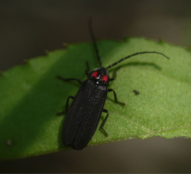 Ad:  657px-Lucidinia_biplagiata_obabtr01.JPG
Gsterim: 2252
Boyut:  42.1 KB