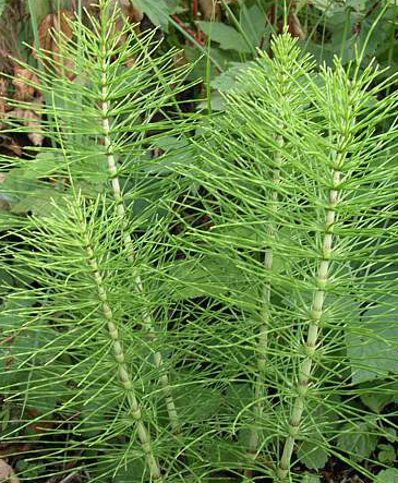 Ad: atkuyrugu.jpg
Gösterim: 244
Boyut: 266.9 KB