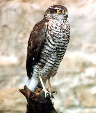 Ad: www.resimcity.com_yirtici_kuslar_atmaca.jpg
Gösterim: 393
Boyut: 31.5 KB