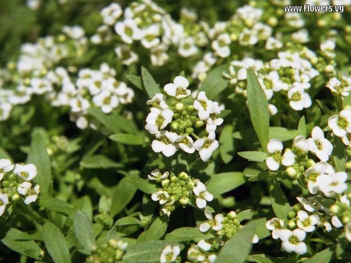 Ad: alyssum.jpg
Gösterim: 880
Boyut: 65.3 KB
