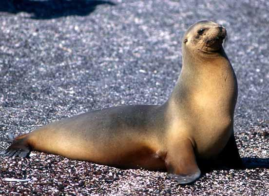 Ad: Sealion-Deniz-Aslanı.jpg
Gösterim: 2259
Boyut: 42.8 KB