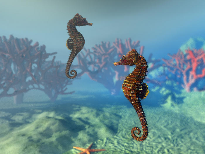 Ad:  3_boyutlu_deniz_alt_deniz_at_resimleri.jpg
Gsterim: 969
Boyut:  57.7 KB