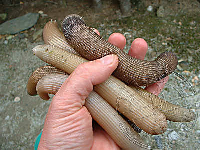 Ad:  hyrcm3ov0.jpg
Gsterim: 1673
Boyut:  29.4 KB