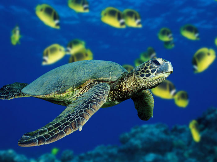 Ad:  Vista 5342 - Green Sea Turtle.jpg
Gsterim: 160
Boyut:  58.0 KB