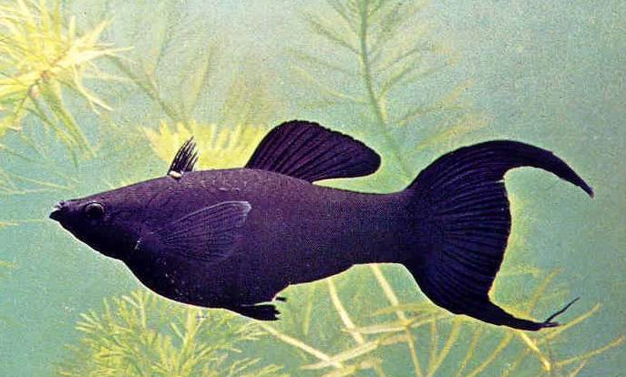Ad: black-molly-siyahmoli.jpg
Gösterim: 1066
Boyut: 55.6 KB Ad: black-molly-siyahmoli.jpg
Gösterim: 1066
Boyut: 55.6 KB