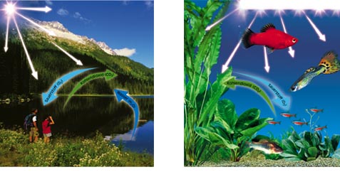 Ad:  aqua_pflanzenpfl_156pp_01 (1).jpg
Gsterim: 383
Boyut:  34.3 KB