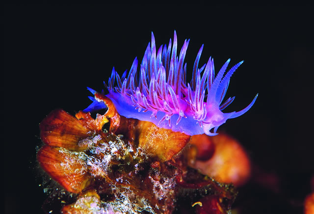 Ad:  32 DENIZ TAV�AN�  FLABELLINA AFFINIS.jpg
G�sterim: 847
Boyut:  60.3 KB