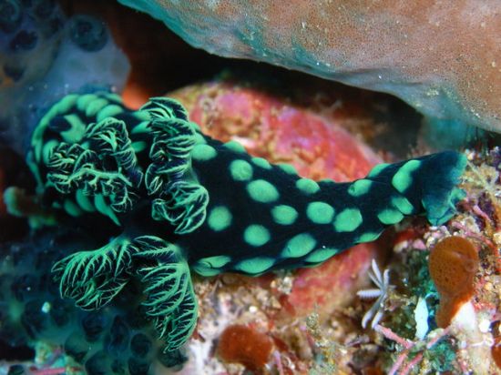 Ad:  79D79E9079CB965B.JPG
G�sterim: 361
Boyut:  50.5 KB