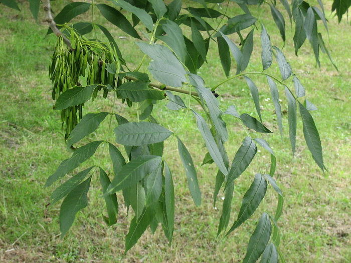 Ad:  800px-Fraxinus_excelsior.jpg
Gsterim: 318
Boyut:  90.3 KB