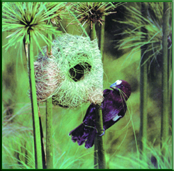 Ad: resim3_dokumaci_kus.jpg
Gösterim: 282
Boyut: 117.2 KB