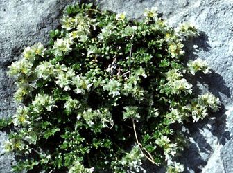 Ad:  dolamaotu.jpg
Gsterim: 192
Boyut:  37.8 KB